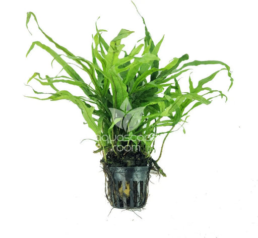 Microsorum pteropus var. ’cross’