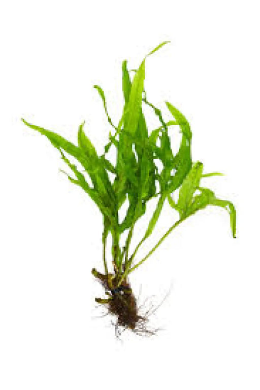 Microsorum pteropus var. ’cross’