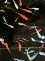 Mixed Ricefish - Topick Aquarium Canada