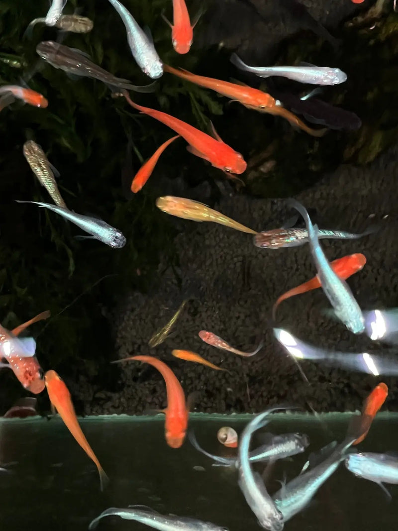 Mixed Ricefish - Topick Aquarium Canada