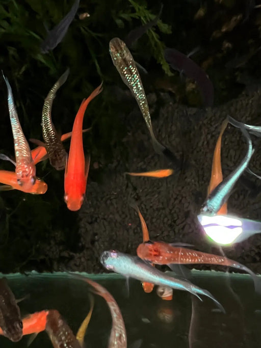 Mixed ricefish - livestock