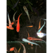 Mixed ricefish - livestock