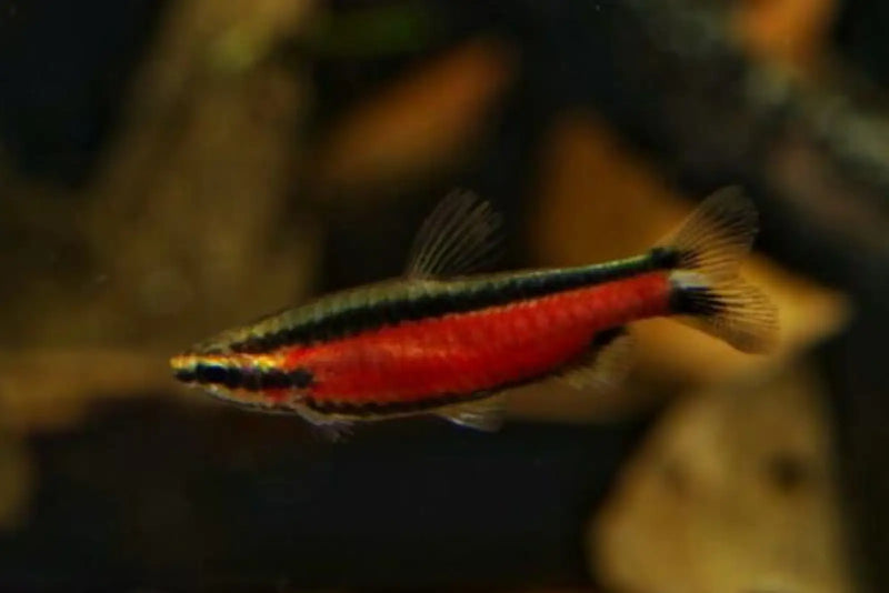 Super red cenepa pencilfish - 1 fish - livestock
