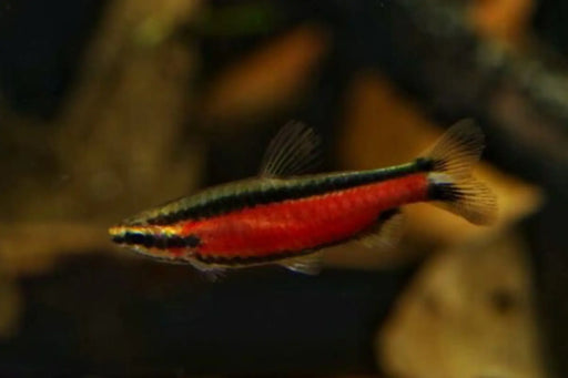 Super red cenepa pencilfish - 1 fish - livestock