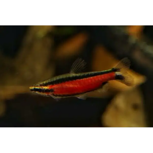 Nannostomus sp. ‘super red cenepa’ - medium ~4cm - livestock