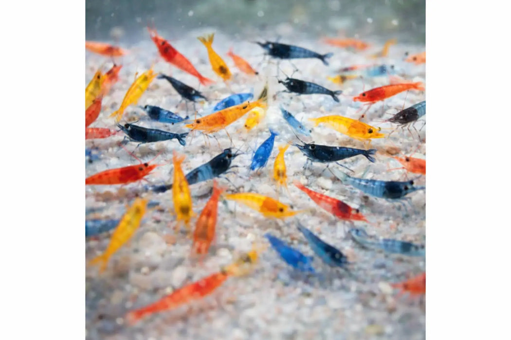Neocaridina rainbow combo pack - livestock