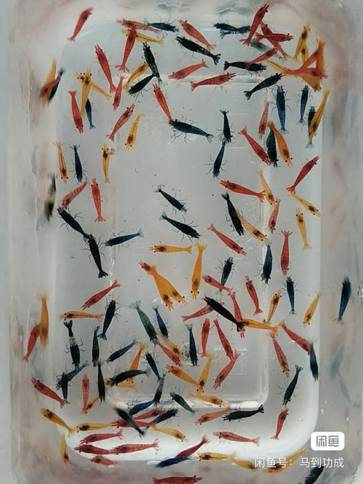 Neocaridina rainbow combo pack - popular (25)⭐ - livestock