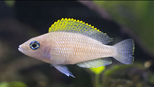 Neolamprologus caudopunctatus - single (~4cm) - livestock