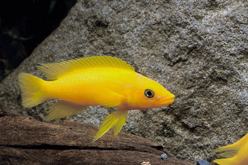 Lemon Cichlid (Neolamprologus leleupi)