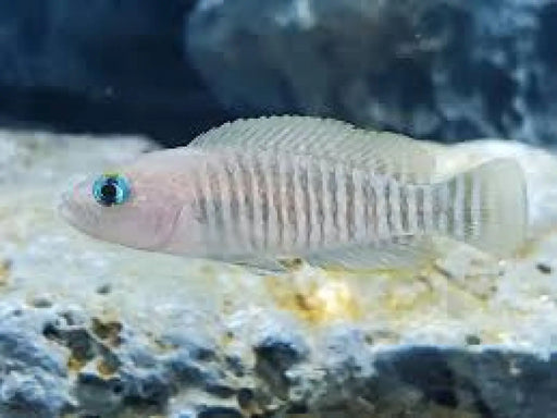 Neolamprologus multifasciatus - single (~4cm) - livestock
