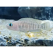 Neolamprologus multifasciatus - single (~4cm) - livestock