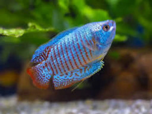 Neon Blue Dwarf Gourami - Topick Aquarium