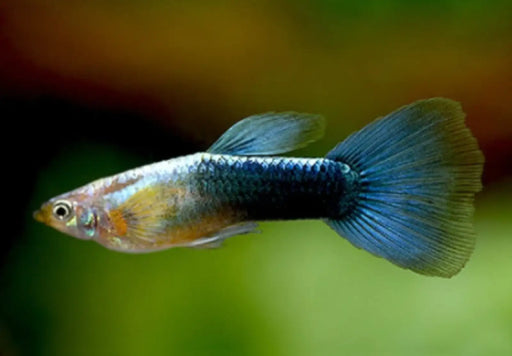 Neon blue guppy - livestock