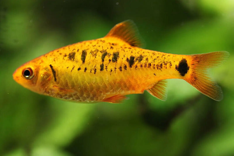 Neon Golden Barb - Topick Aquarium Canada
