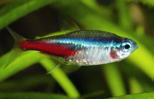 Neon tetra - livestock