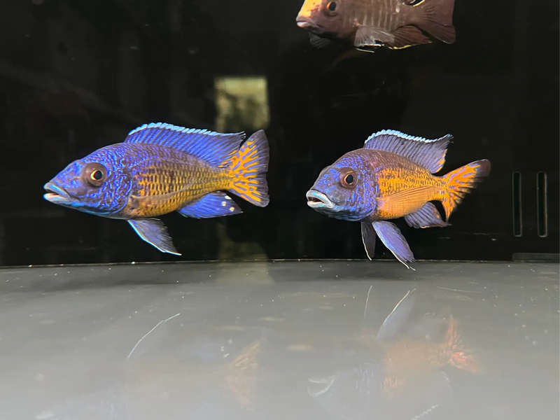 Ngara Flametail Peacock - Topick Aquarium