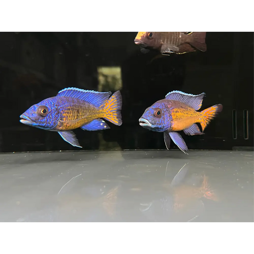 Ngara flametail peacock - show male (8-10cm)
