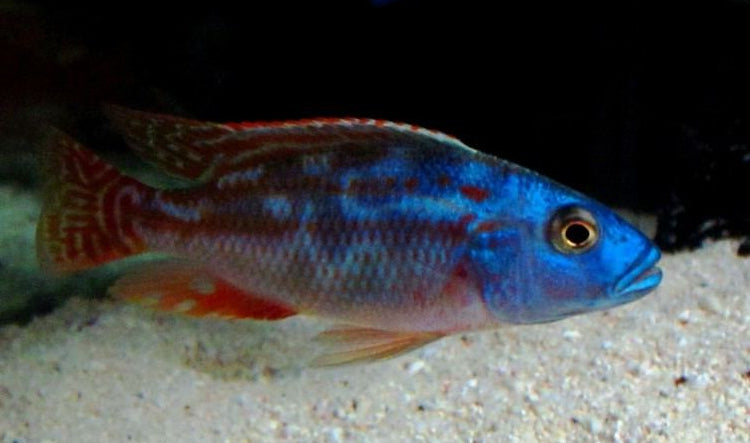 Fuscotaeniatus Hap (Nimbochromis fuscotaeniatus)