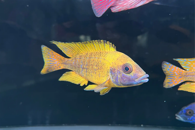Nkhomo-Benga Peacock - Topick Aquarium