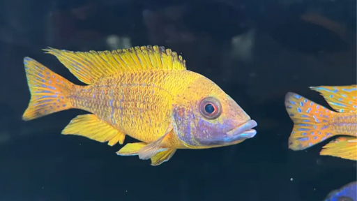 Nkhomo-benga peacock - show male (8-10cm)