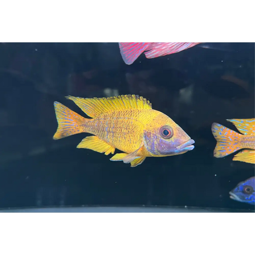 Nkhomo-benga peacock - show male (8-10cm)
