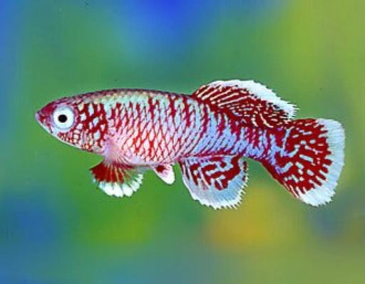 Nothobranchius eggersi - pair