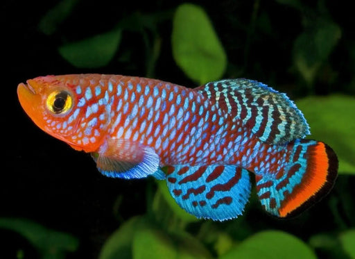 Nothobranchius rachovii - pair