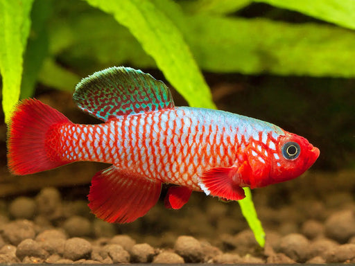 Nothobranchius rubripinnis - pair