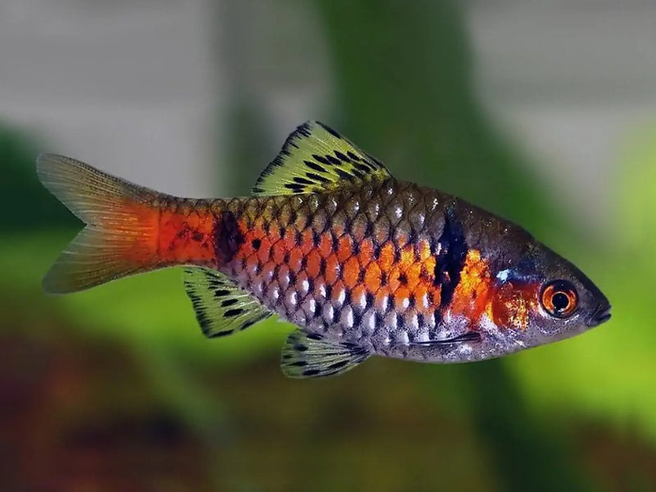 Odessa barb - livestock