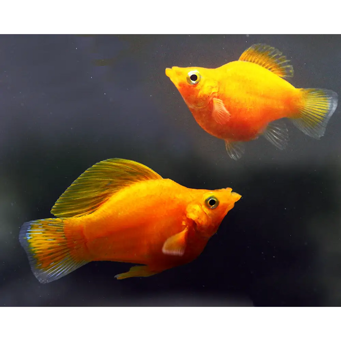 Topick Aquarium Orange Balloon Molly