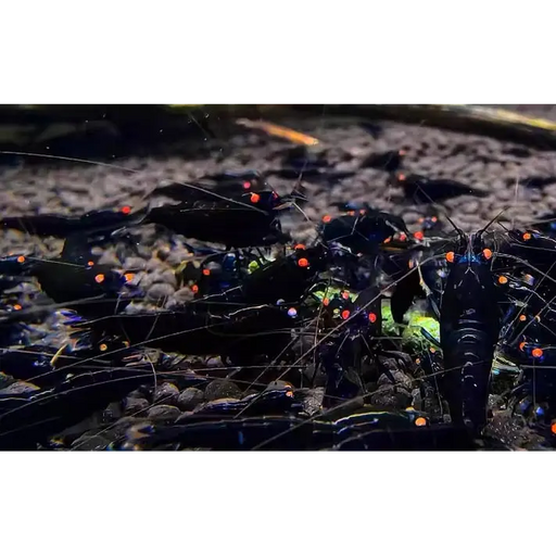 Orange eye black king kong - livestock