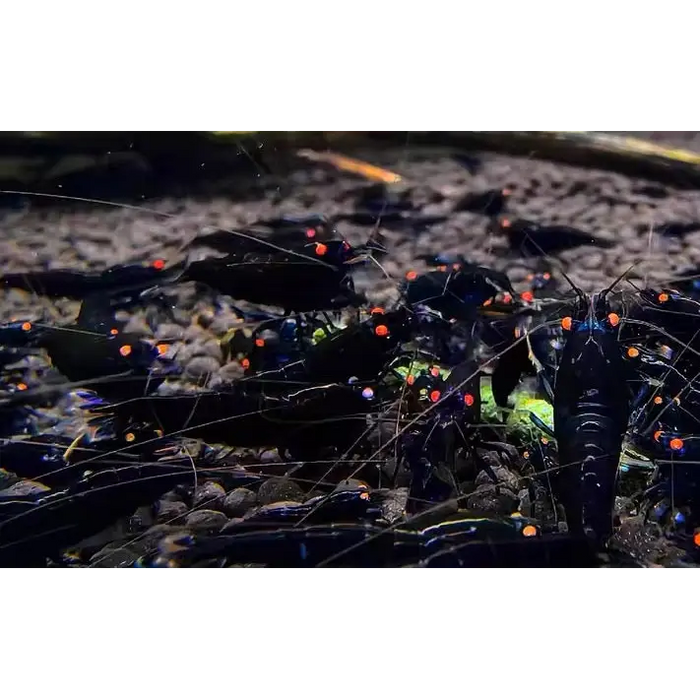 Orange eye black king kong - livestock