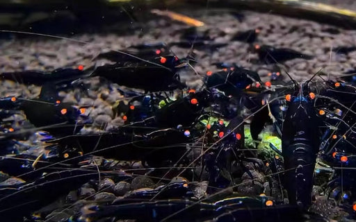 Orange eye black king kong shrimp - livestock