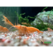 Orange-eye golden back yellow shrimp - livestock
