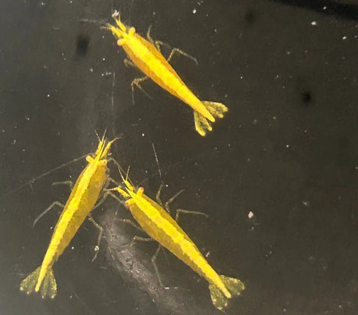Orange eye golden back yellow shrimp - livestock