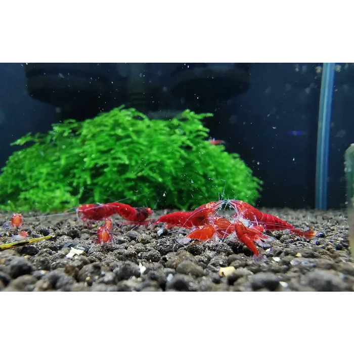 Orange eye red king kong - livestock