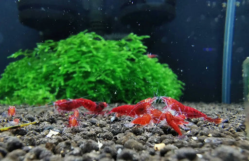 Orange eye red king kong shrimp - livestock