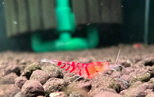 Orange eye red tiger shrimp - livestock