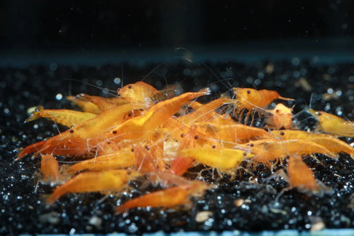 Orange sunkist shrimp - livestock