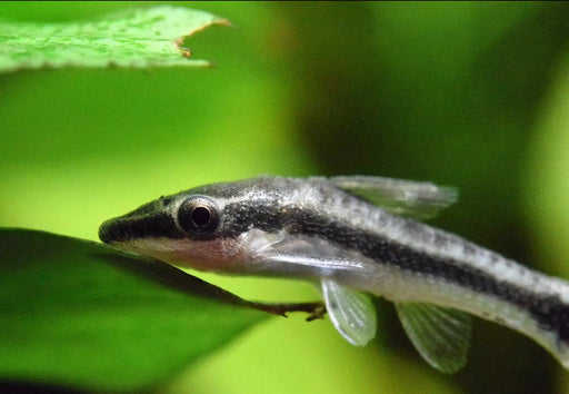Otocinclus catfish - livestock
