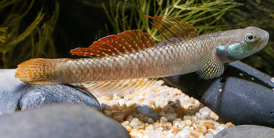 Rainbow Stiphodon Goby (Stiphodon ornatus)