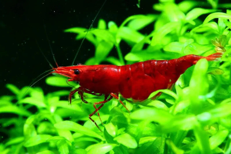 Painted fire red shrimp - livestock