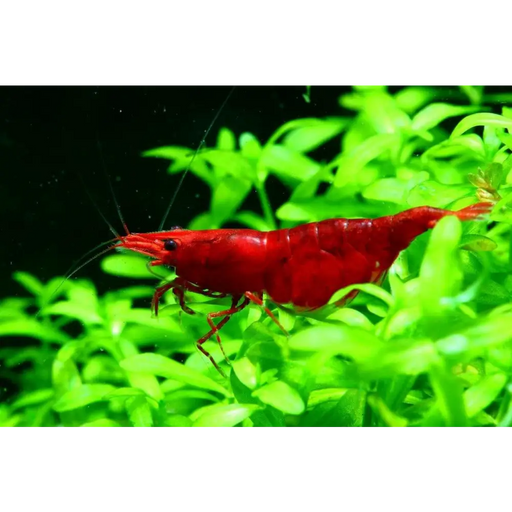 Painted fire red shrimp - livestock