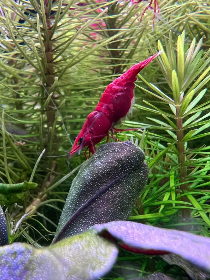 Painted fire red shrimp - livestock