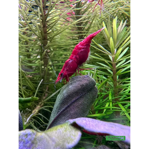 Painted fire red shrimp - livestock