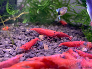 Painted fire red shrimp - livestock