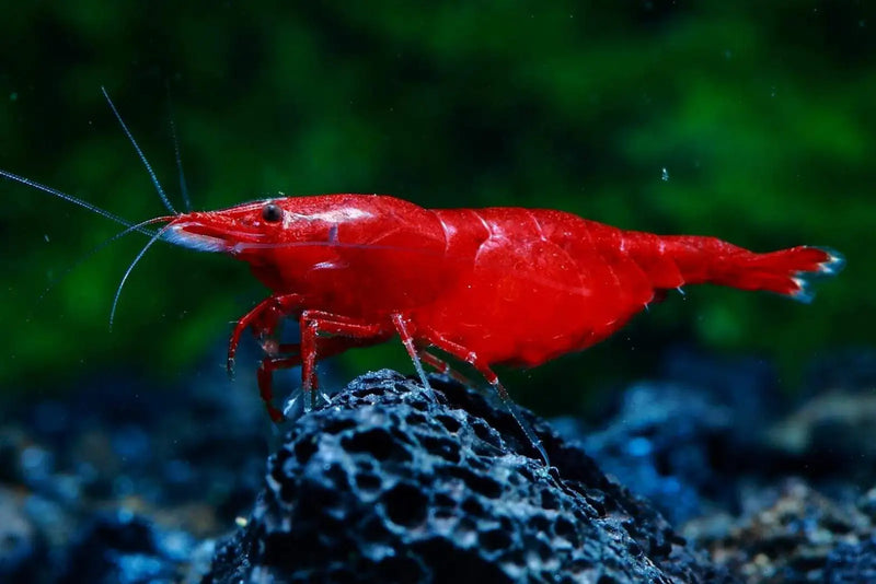 Painted fire red shrimp - livestock