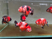 Pan farm ranchu