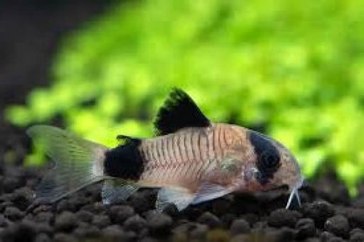 Panda cory - animals & pet supplies