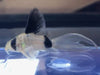Panda cory - longfin - animals & pet supplies